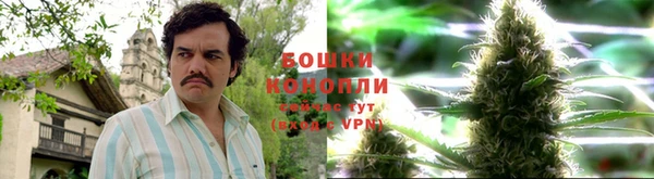 шишки Верея